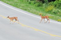 In september rennen reeën ineens de weg op