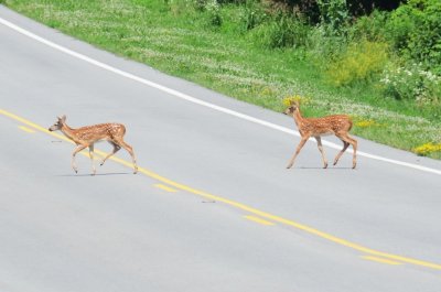 In september rennen reeën ineens de weg op